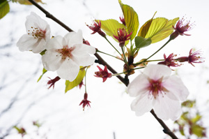 被ばく桜2